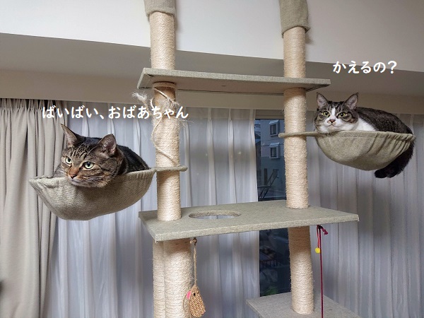 北のねこ暮らし