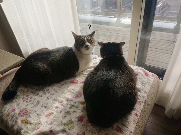 姉妹に体格差が出てきた話2 猫の体高と胴回りを測る 北のねこ暮らし
