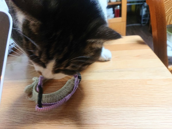 北のねこ暮らし