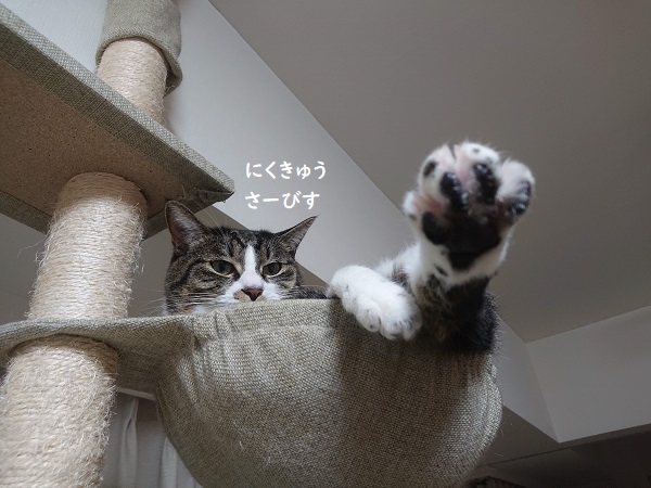 北のねこ暮らし