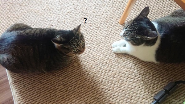 北のねこ暮らし