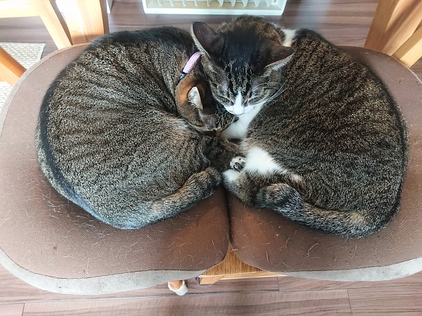 北のねこ暮らし