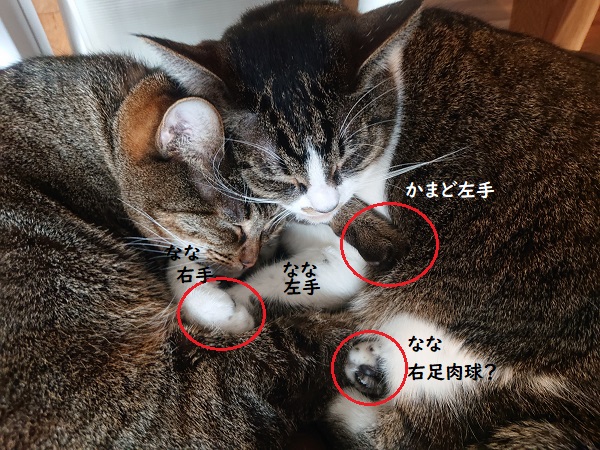 北のねこ暮らし