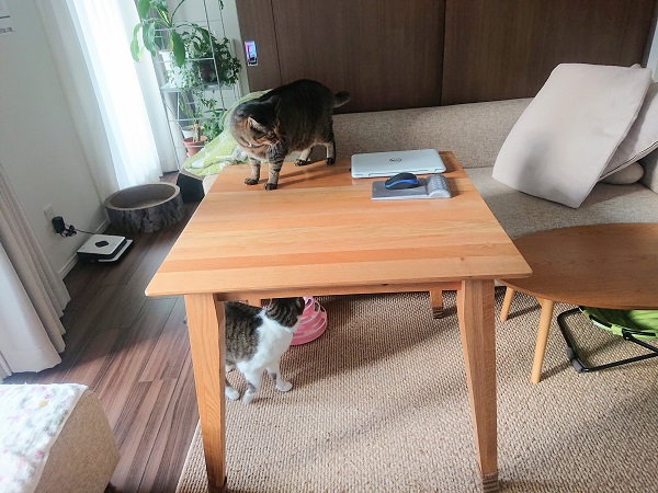 北のねこ暮らし