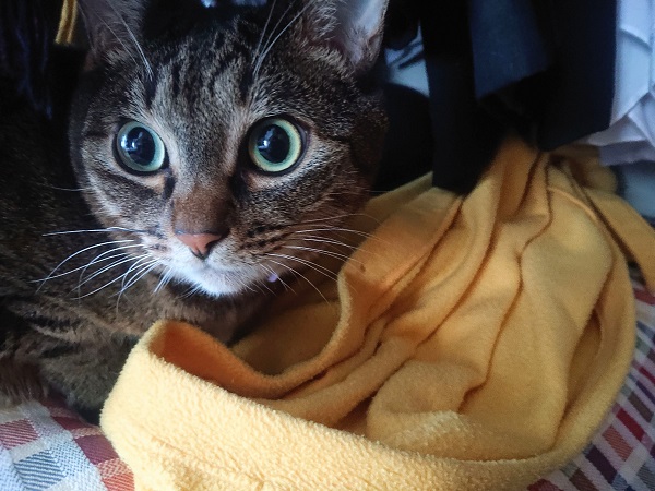 北のねこ暮らし