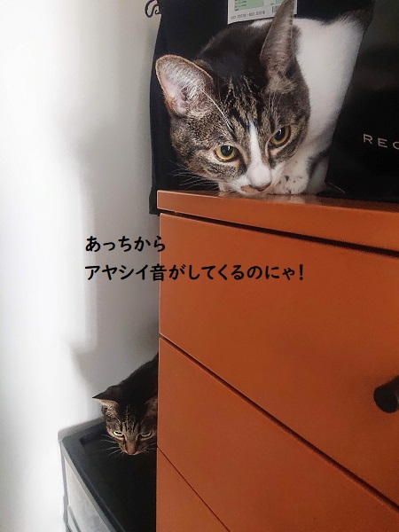 北のねこ暮らし