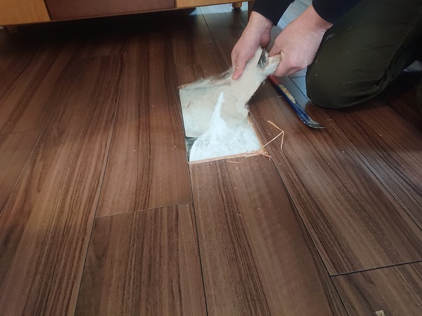 北のねこ暮らし