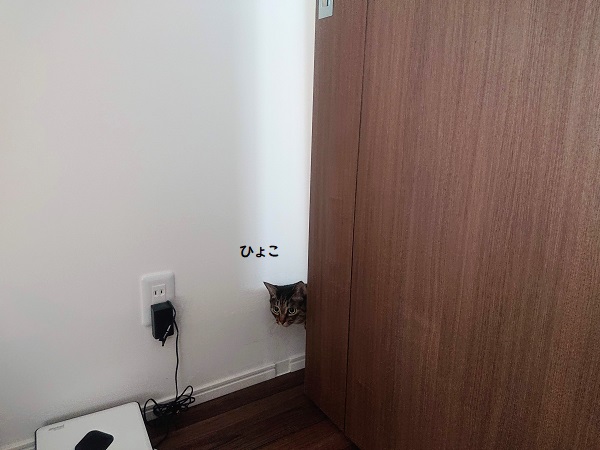 北のねこ暮らし