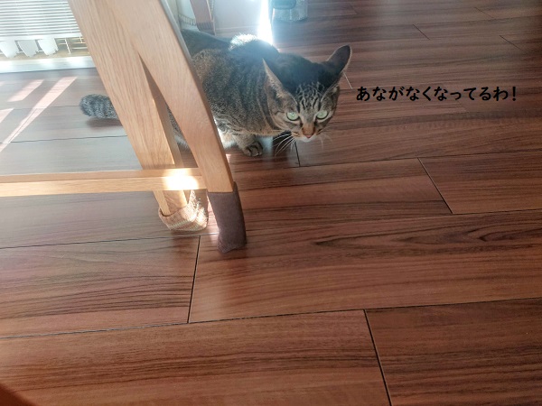 北のねこ暮らし
