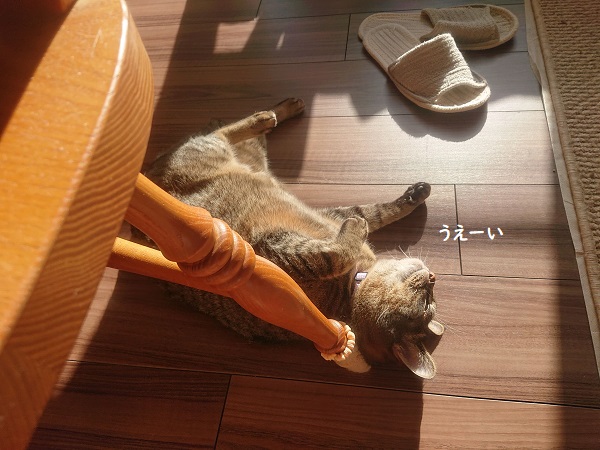 北のねこ暮らし