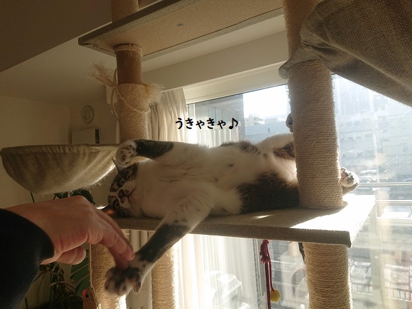 北のねこ暮らし