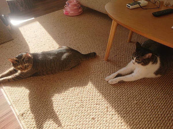 北のねこ暮らし