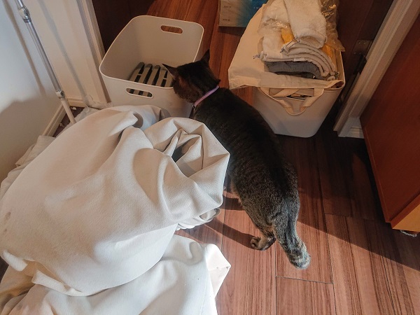 北のねこ暮らし