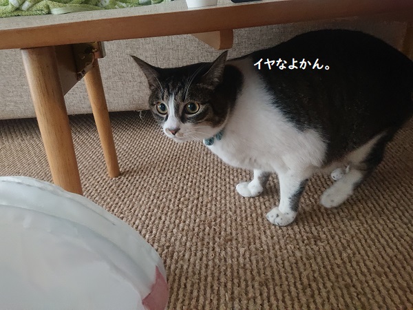 北のねこ暮らし