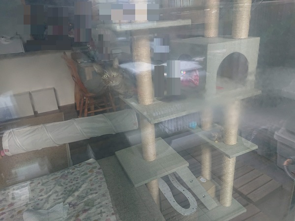 北のねこ暮らし