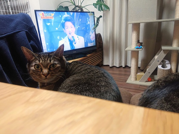 北のねこ暮らし