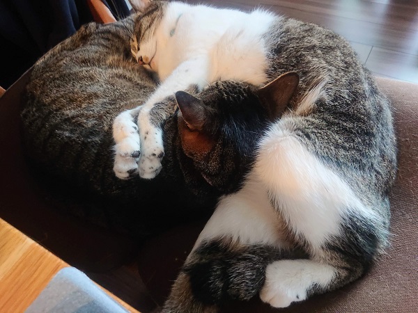 北のねこ暮らし