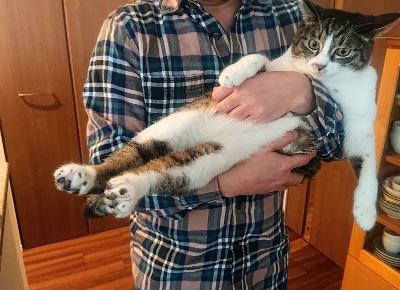 北のねこ暮らし
