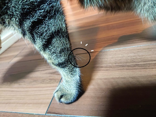 猫　手根触毛