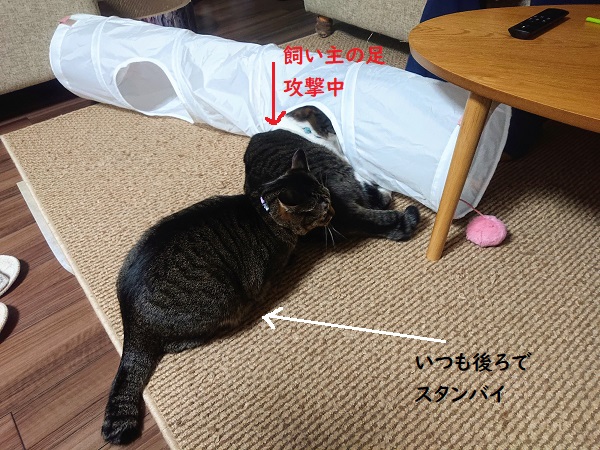 キャットプレイトンネル