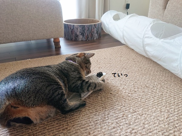 猫 ハッスル