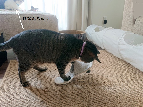 猫　ハッスル