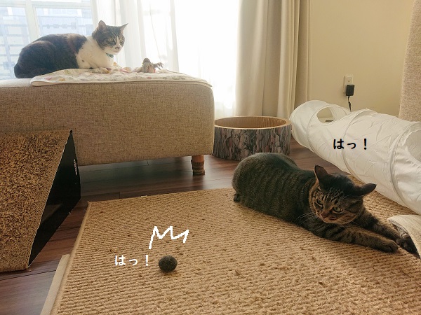 猫 ハッスル