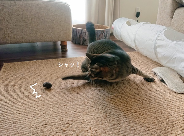 猫　ハッスル