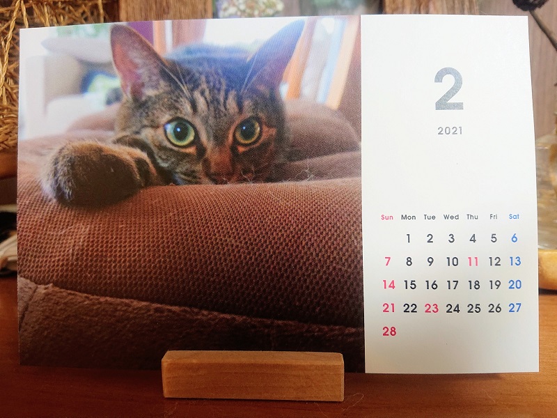 北のねこ暮らし