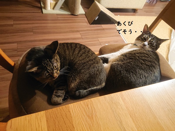 北のねこ暮らし