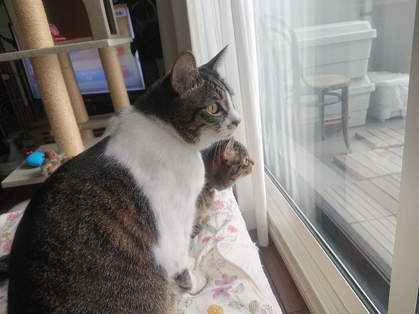 北のねこ暮らし