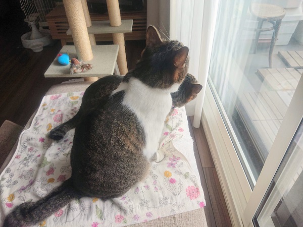 北のねこ暮らし