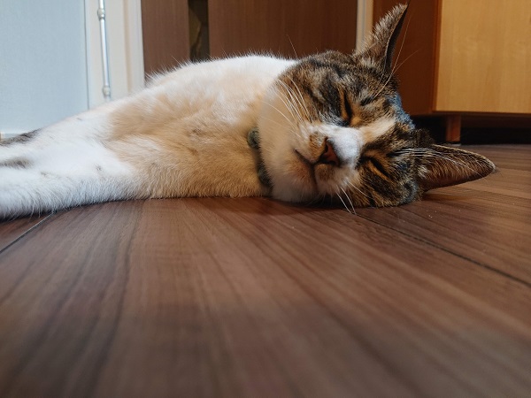 北のねこ暮らし