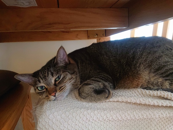 北のねこ暮らし