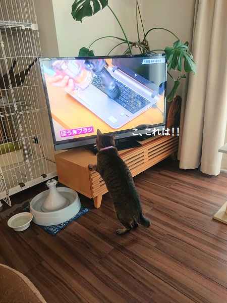 ジャパネット　猫