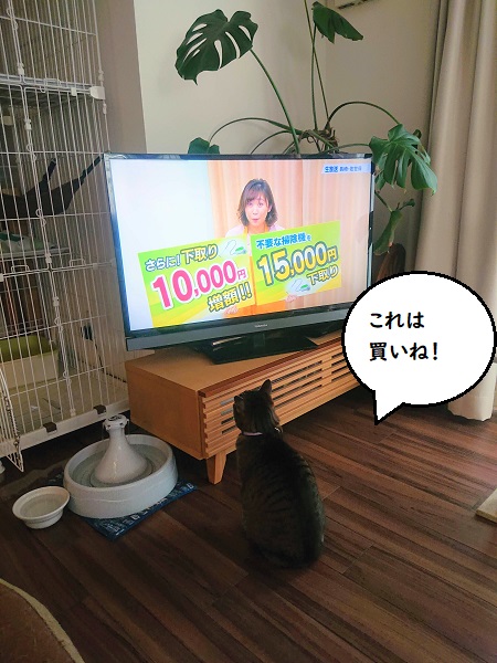 テレビと猫