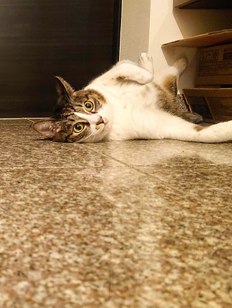 北のねこ暮らし