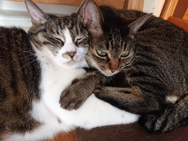 北のねこ暮らし