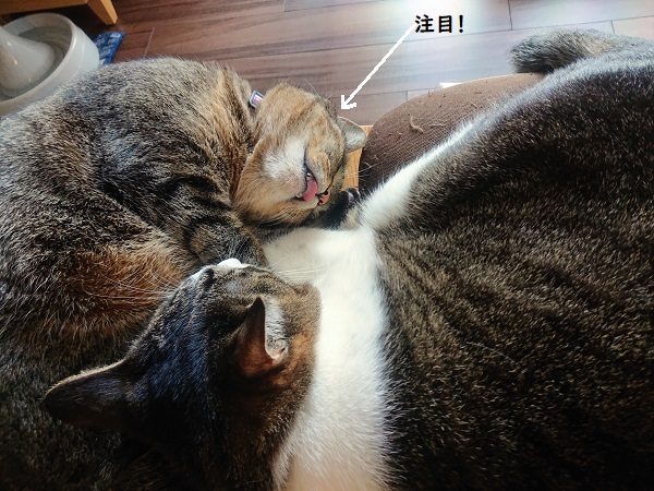 北のねこ暮らし