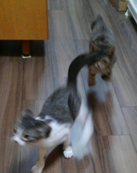 子猫 やんちゃすぎる