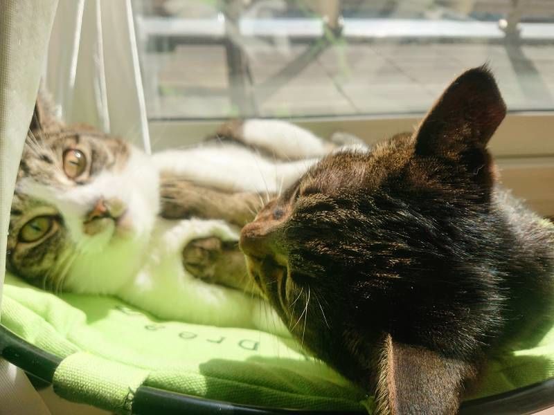猫 ハンモックベッド