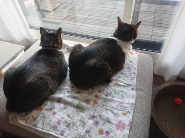 北のねこ暮らし