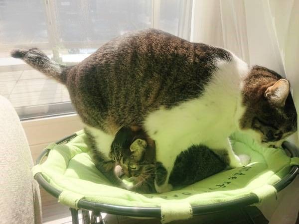 ハンモックベッドと猫