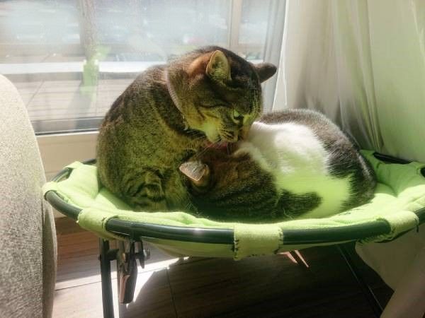 ハンモックベッドと猫