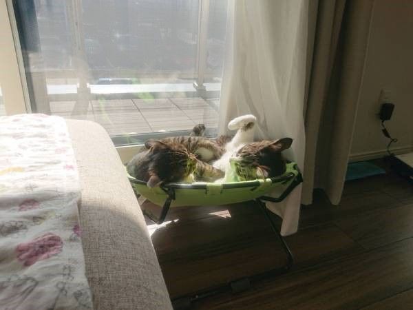 ハンモックベッドと猫
