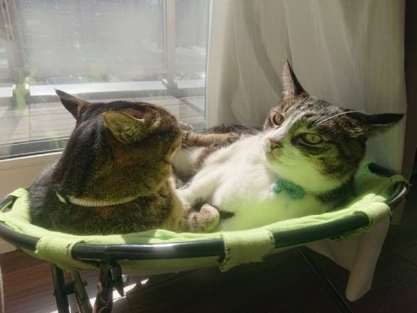 ハンモックベッドと猫