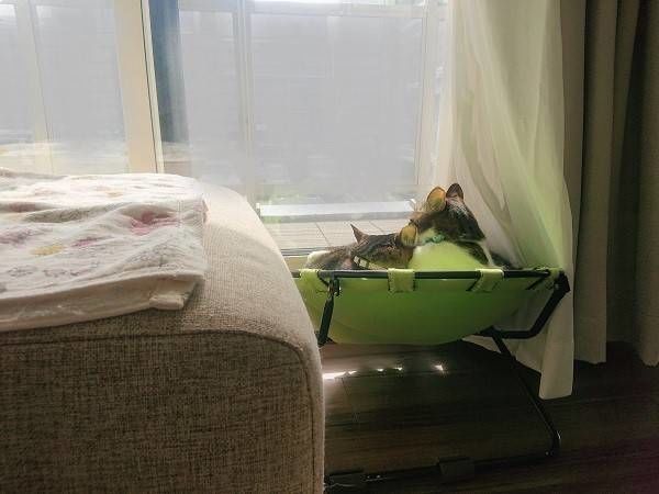 ハンモックベッドと猫