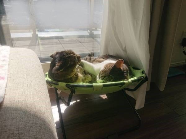 ハンモックベッドと猫