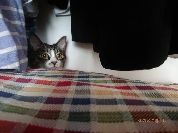 クローゼット　猫