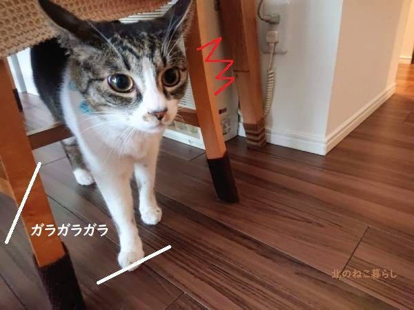 北のねこ暮らし
